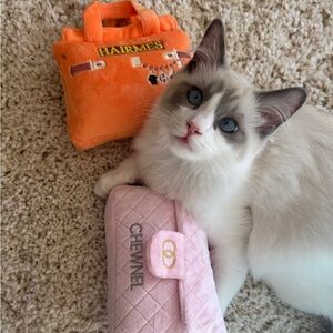 Meet your Posher, Kitty